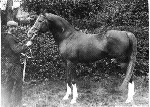 Crabbet Arabian Stud Crabbet Arabian Stud Wikipedia