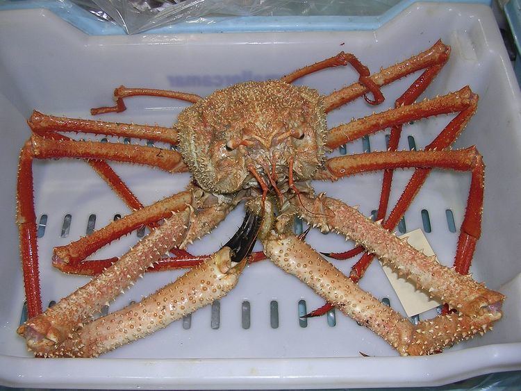 Crabs of the British Isles