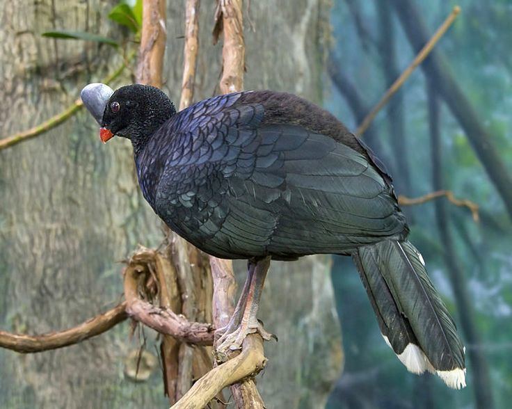 Cracidae 1000 images about BirdsCracidaeCurassows on Pinterest Zoos