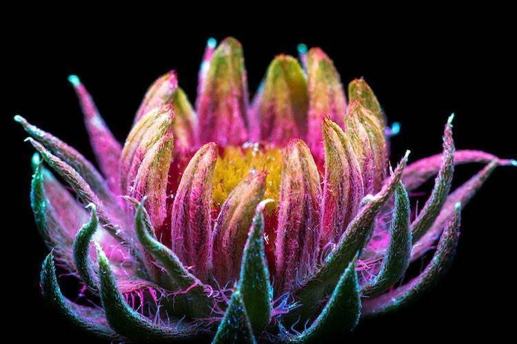 Craig Burrows Fluorescent Flowers Captured Using UV Light by Craig Burrows