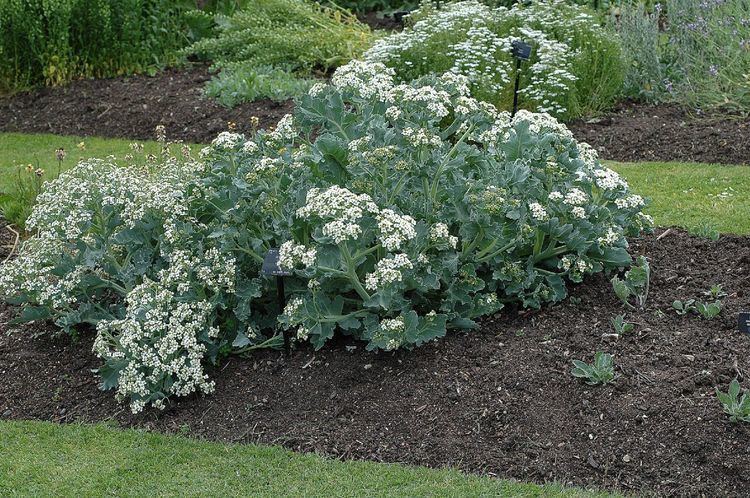 Crambe maritima 1000 images about Crambe on Pinterest Gardens Sun and The plant