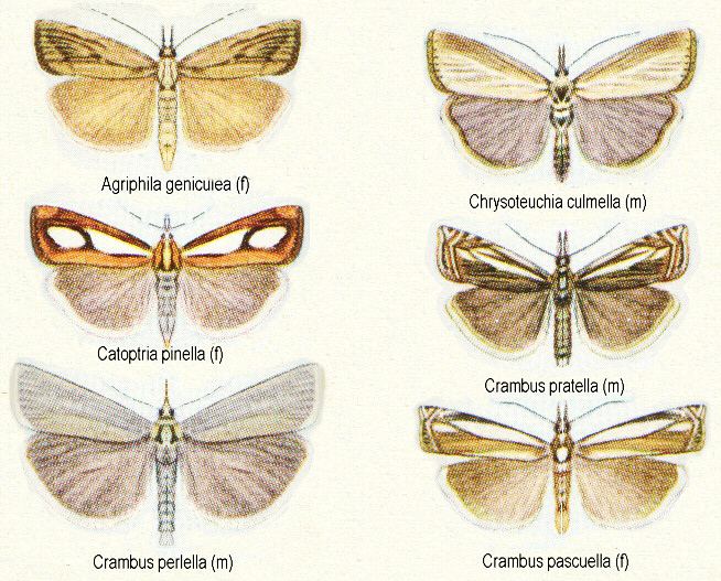 Crambidae Insects of Britain and Ireland Lepidoptera families Crambidae