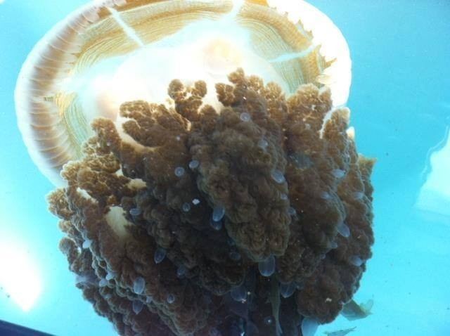 Crambione cookii Crambione Cookii Monster Rediscovered Deadly Jellyfish Considered