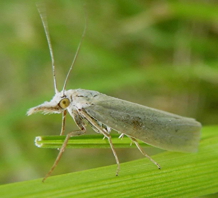 Crambus Crambus perlella Crambus perlella NatureSpot