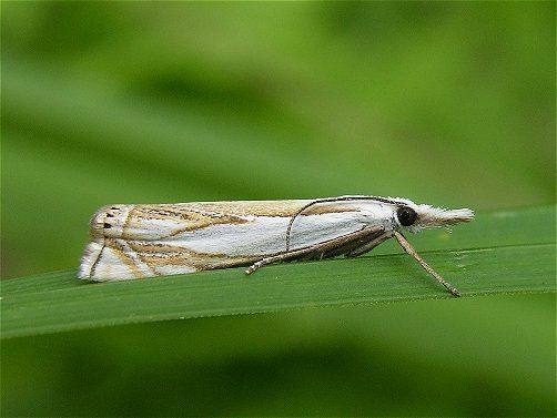 Crambus Crambus uliginosellus UKMoths