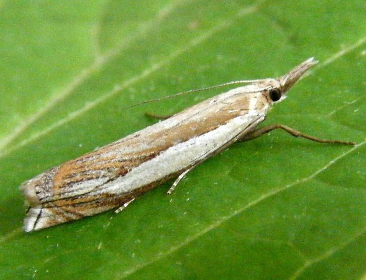 Crambus Crambus pascuella Crambus pascuella NatureSpot