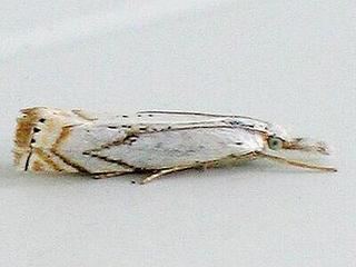Crambus albellus Crambus albellus Small White Grassveneer Moth Discover Life mobile