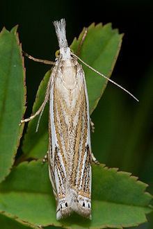 Crambus httpsuploadwikimediaorgwikipediacommonsthu