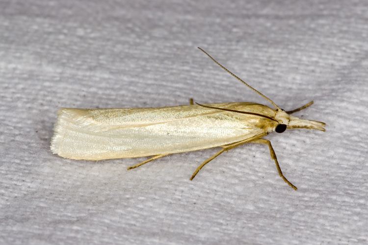 Crambus FileCrambusperlella7768jpg Wikimedia Commons