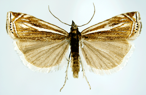 Crambus lathoniellus Crambus lathoniellus Insecta Lepidoptera Pyralidae