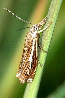 Crambus pratella httpsuploadwikimediaorgwikipediacommonsthu