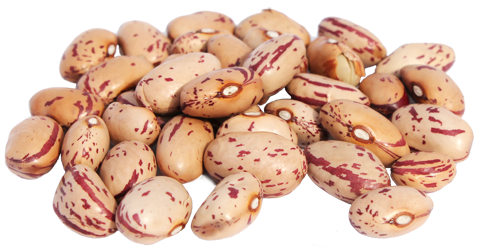 Cranberry bean Michigan Bean Commission CRANBERRY BEAN