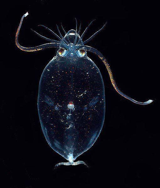 Cranchiidae GLASS SQUID Family Cranchiidae Habitat Deep sea Fun Fact Many