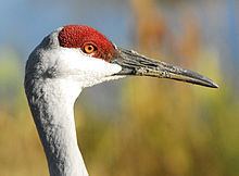 Crane (bird) Crane bird Wikipedia