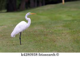 Crane (bird) Crane bird Stock Photo Images 8715 crane bird royalty free