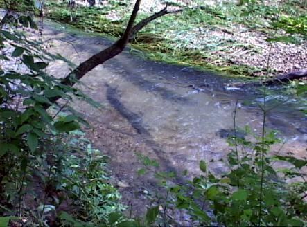 Crane Creek (James River) httpswwwtroutprostorecomsitestroutprostore