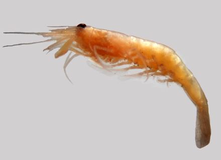 Crangon Crangon septemspinosa sevenspine bay shrimp Zooplankton Online