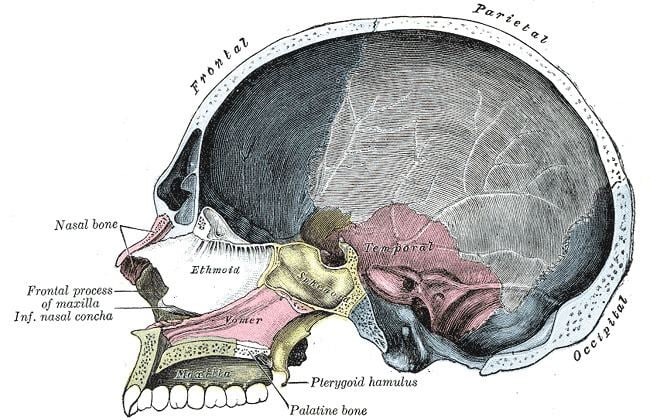 Cranial vault