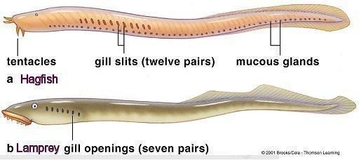 Craniate clades