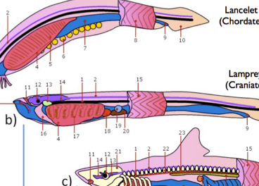 Craniate BrainEvolution