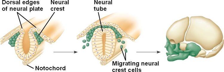 Craniate craniatehtml 3407NeuralCrestLjpg