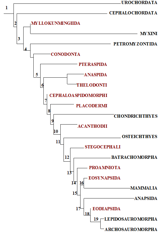 Craniate SYSTEMATIC BIOLOGY