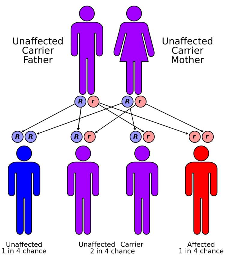 Autorecessive.svg