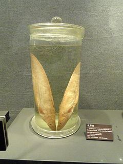 Cranoglanis bouderius httpsuploadwikimediaorgwikipediacommonsthu