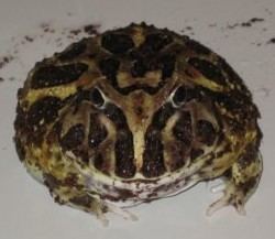 Cranwell's horned frog httpsuploadwikimediaorgwikipediacommonscc