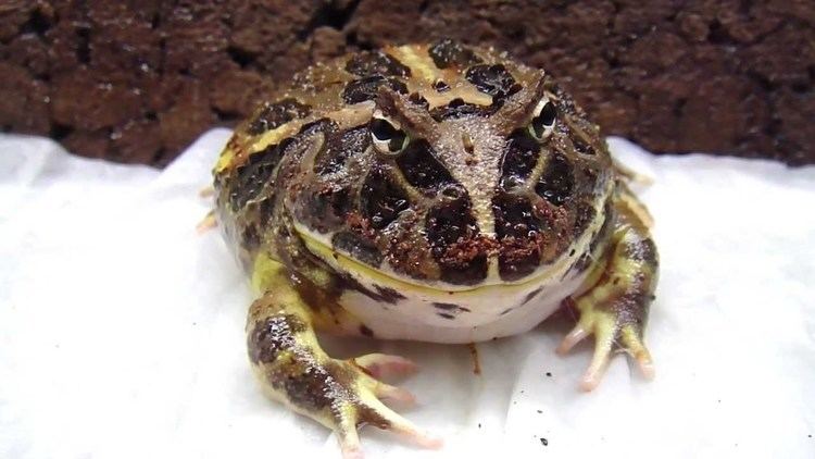 Cranwell's horned frog Cranwell39s Horned Frog Feeding on a Nightcrawler YouTube
