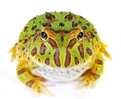 Cranwell's horned frog Cranwell39s Horned Frog Stock Photo BR6077 Science Source Images