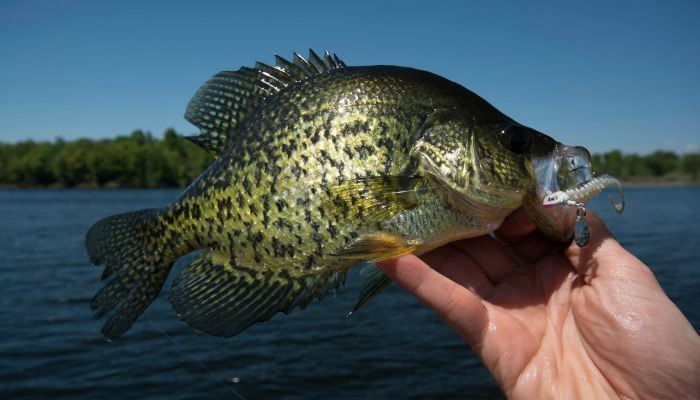 Crappie 3 Reasons to Fish Bladed Jigs for Fall Crappie