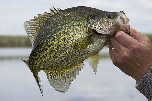 Crappie Crappie Facts Photos and Information