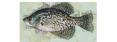 Crappie Fishing and Boating Resources How to start fishing today Take Me