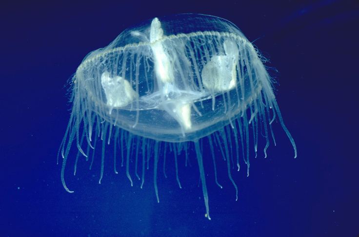 Craspedacusta sowerbii CalPhotos Craspedacusta sowerbii Freshwater Jellyfish