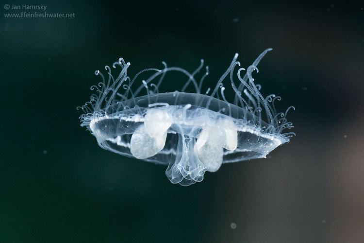 Craspedacusta sowerbii Freshwater jellyfish Craspedacusta sowerbyi LIFE IN FRESHWATER