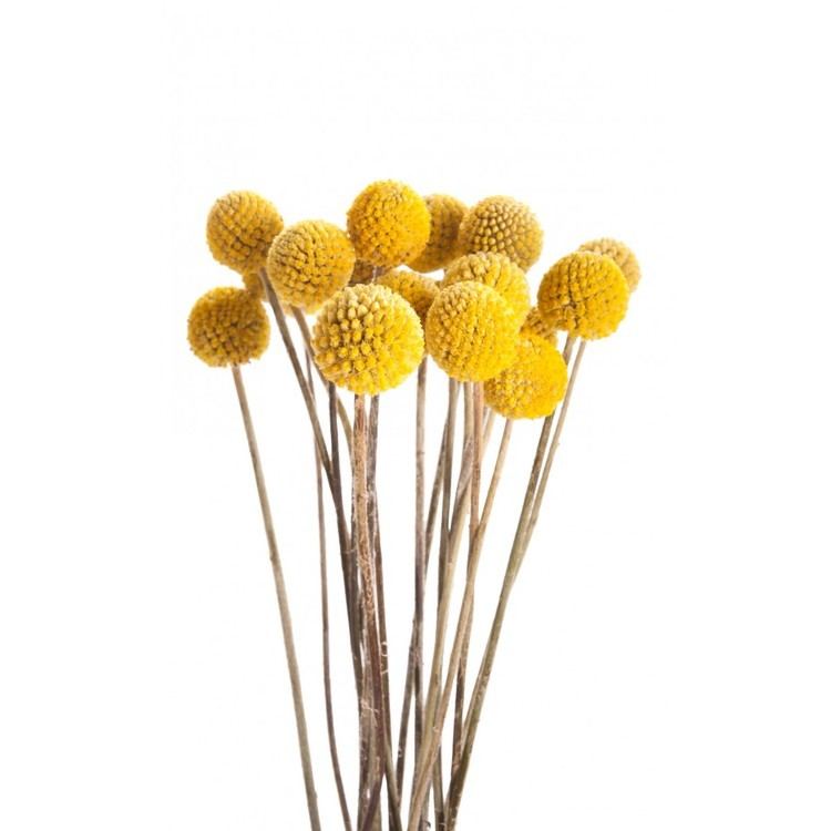 Craspedia Yellow Billy Balls Craspedia Flower Muse