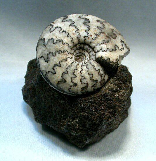 Craspedites Craspedites Ammonite