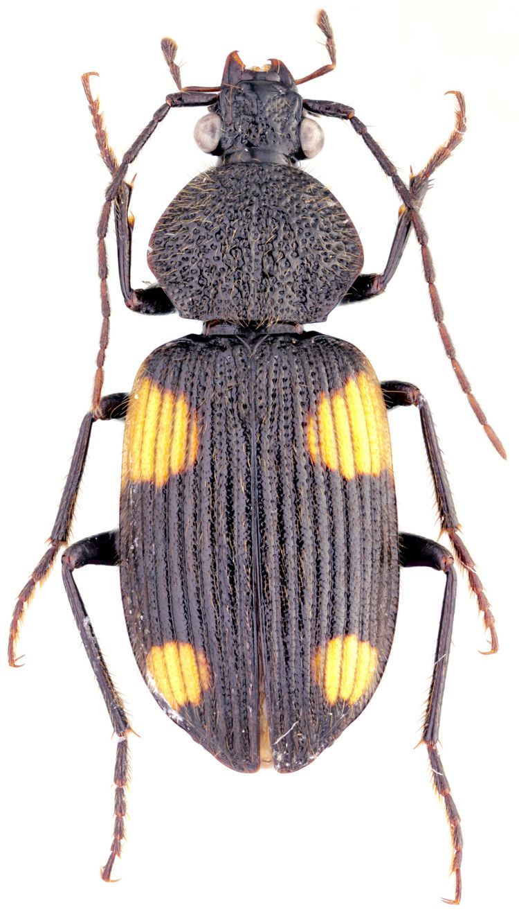 Craspedophorus carabidaeorgcarabidaeCraspedophorus20mandarine