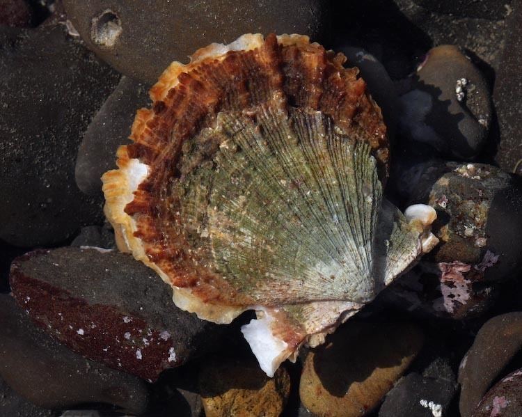 Crassadoma CalPhotos Crassadoma gigantea Giant Rock Scallop