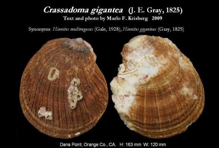 Crassadoma Crassadoma gigantea J E Gray 1825 Let39s Talk Seashells