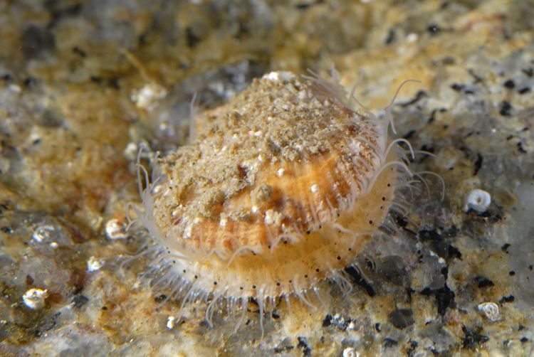 Crassadoma CalPhotos Crassadoma gigantea Giant Rockscallop