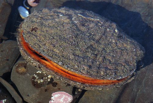 Crassadoma CalPhotos