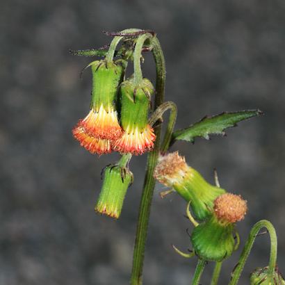 Crassocephalum Crassocephalum crepidioides Redflower Ragleaf Crassocephalum