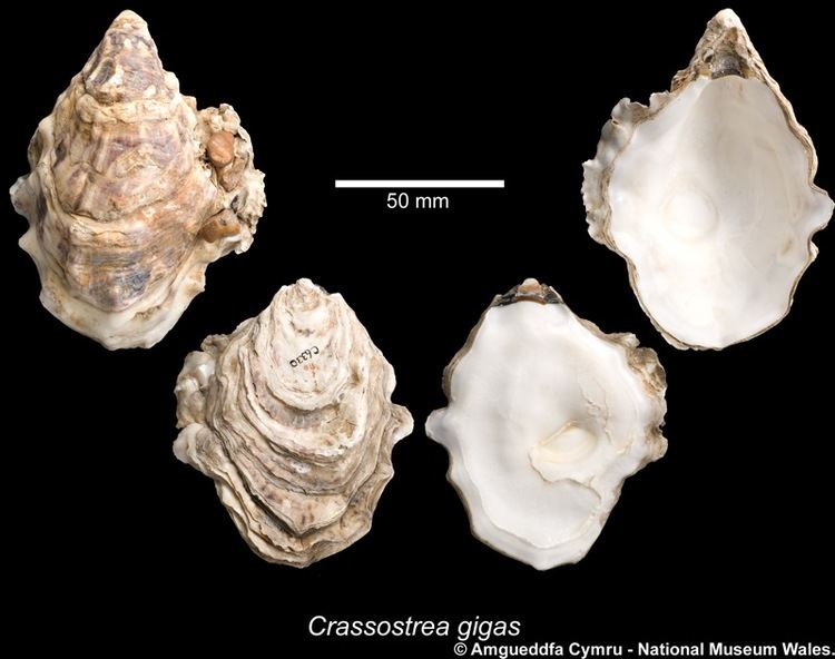 Crassostrea Crassostrea gigas Thunberg 1793 Marine Bivalve Shells of the