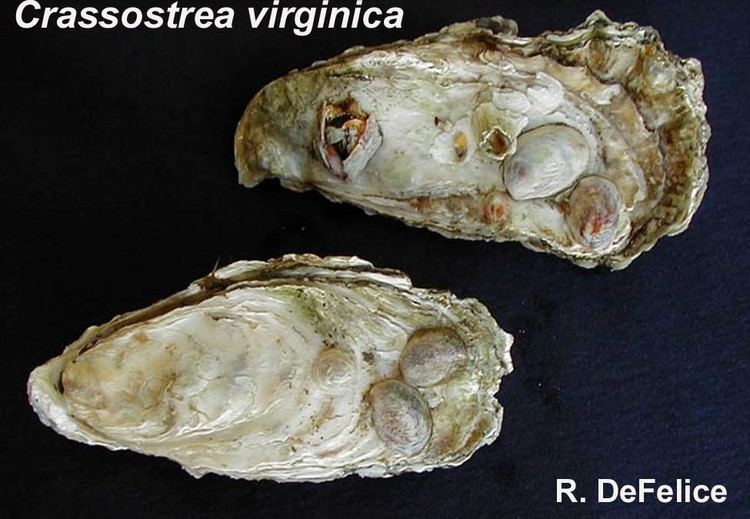 Crassostrea Crassostrea virginica Eastern oyster