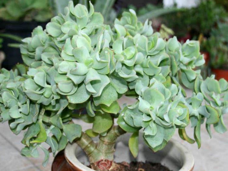 Crassula arborescens Crassula arborescens subsp undulatifolia Ripple Jade World of