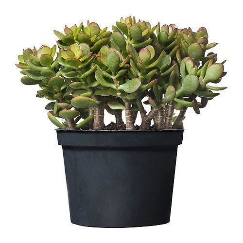 Crassula CRASSULA Potted plant IKEA