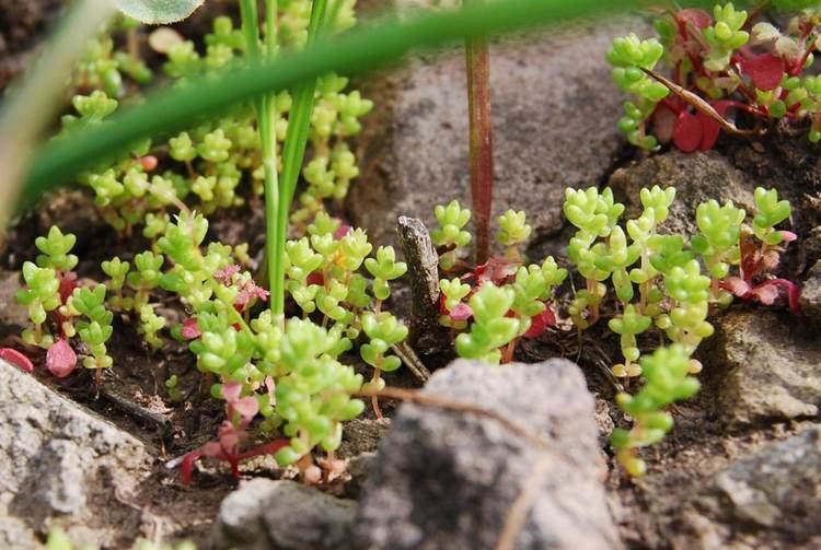 Crassula connata Pygmy Weed Native Plants CSU Channel Islands