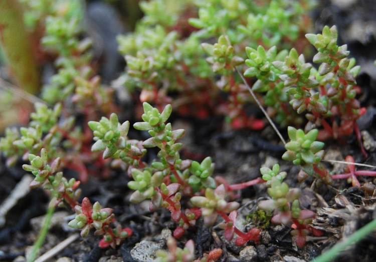 Crassula connata Pygmy Weed Native Plants CSU Channel Islands